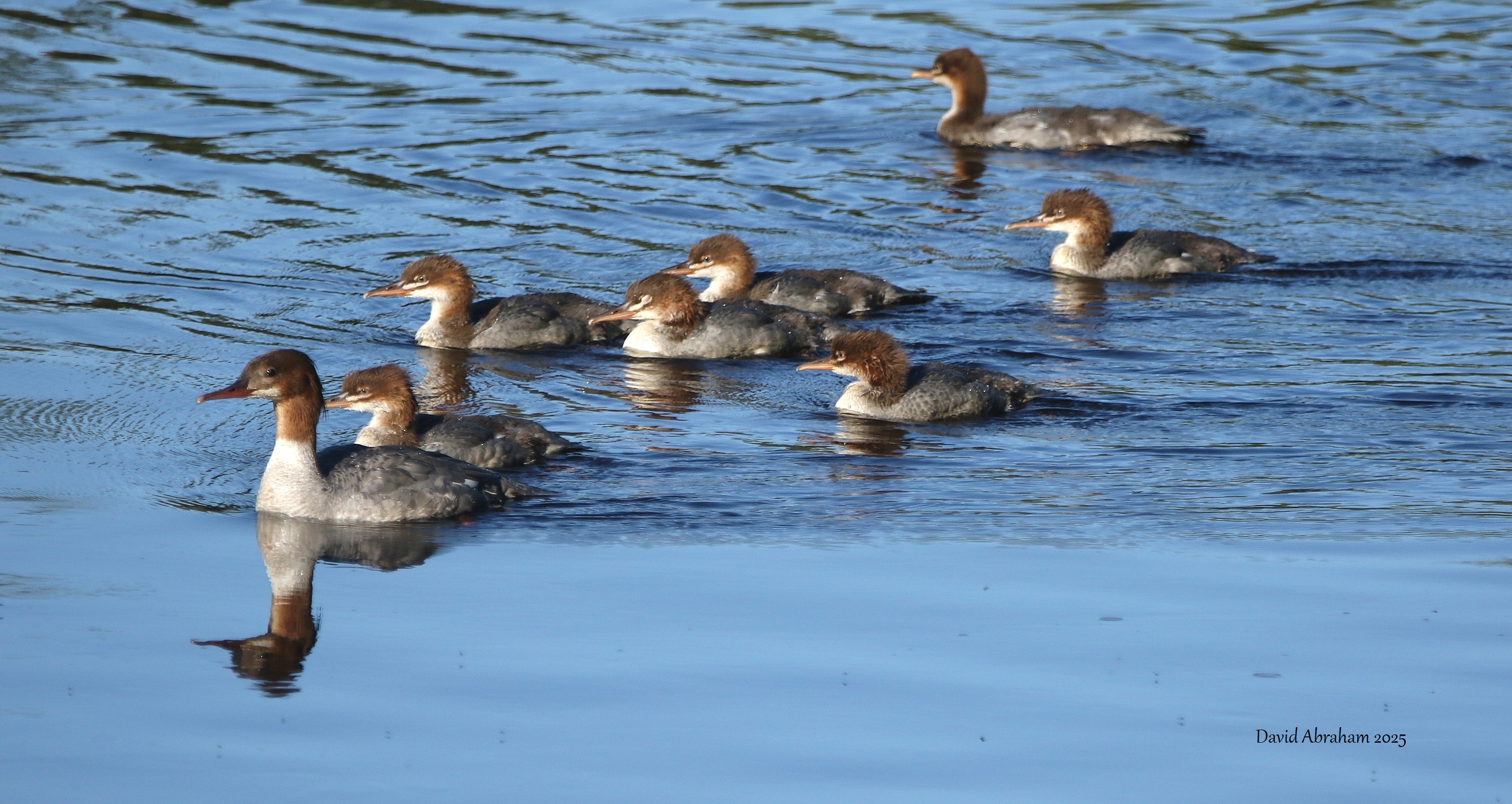 Goosander