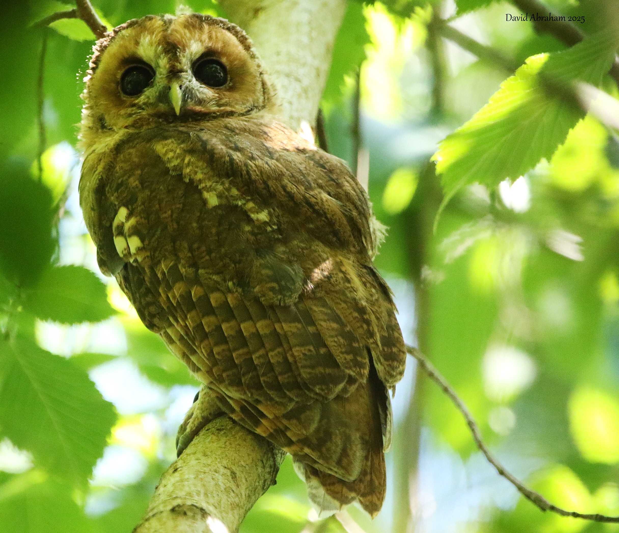 Tawny Owl 
