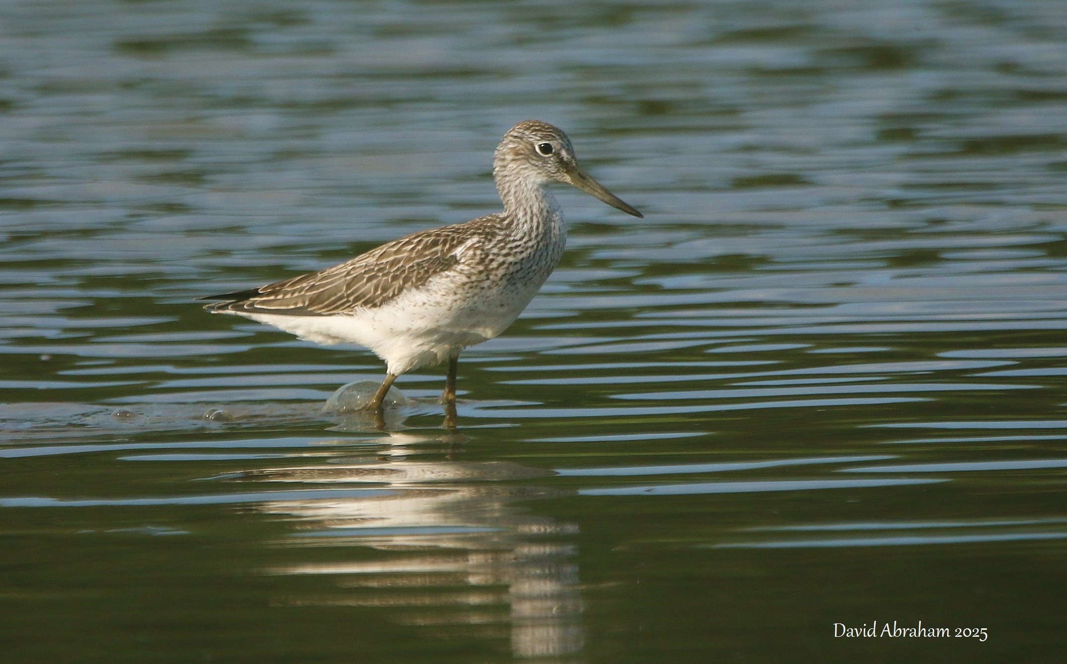 Greenshank 
