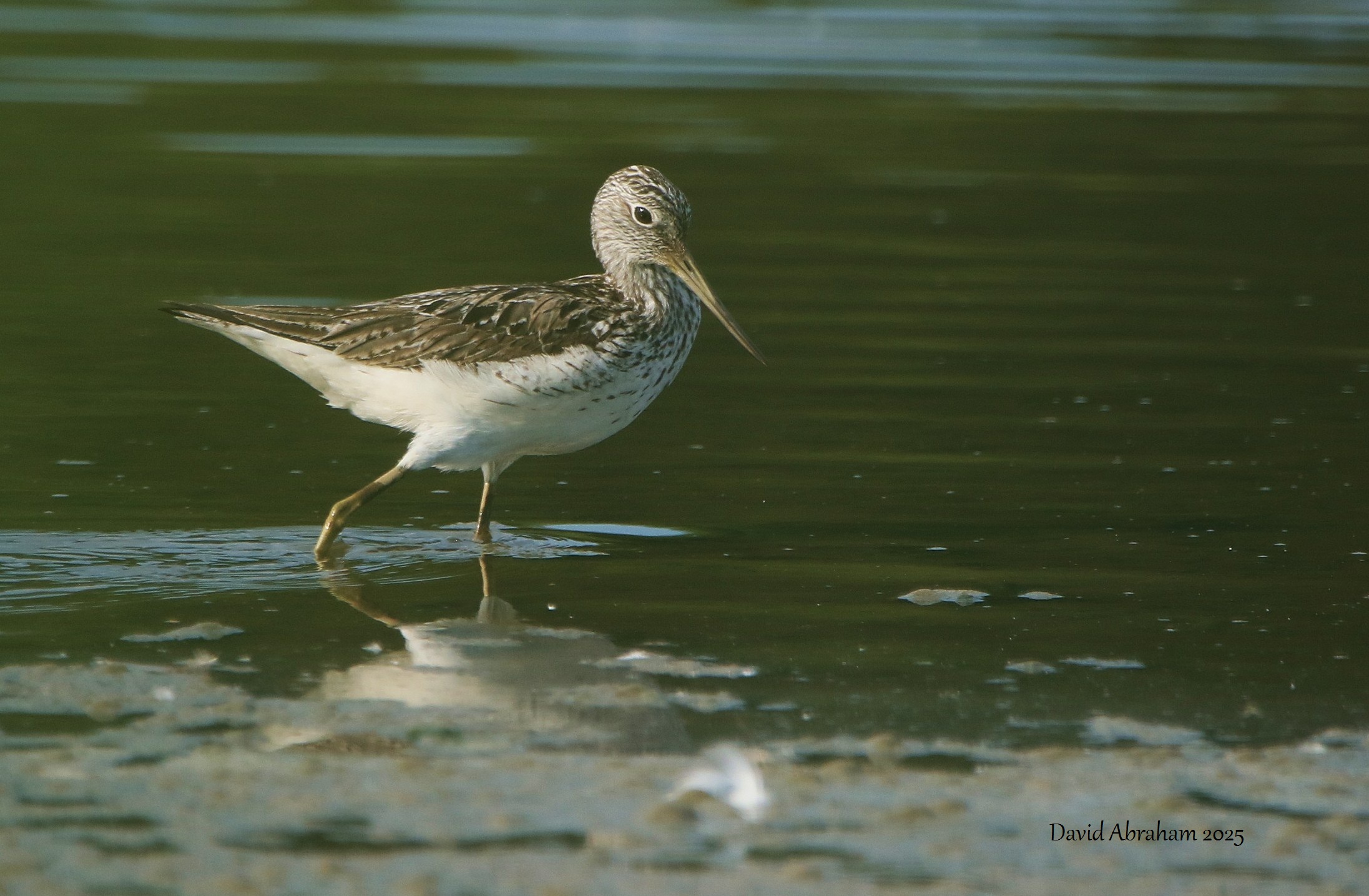 Greenshank 