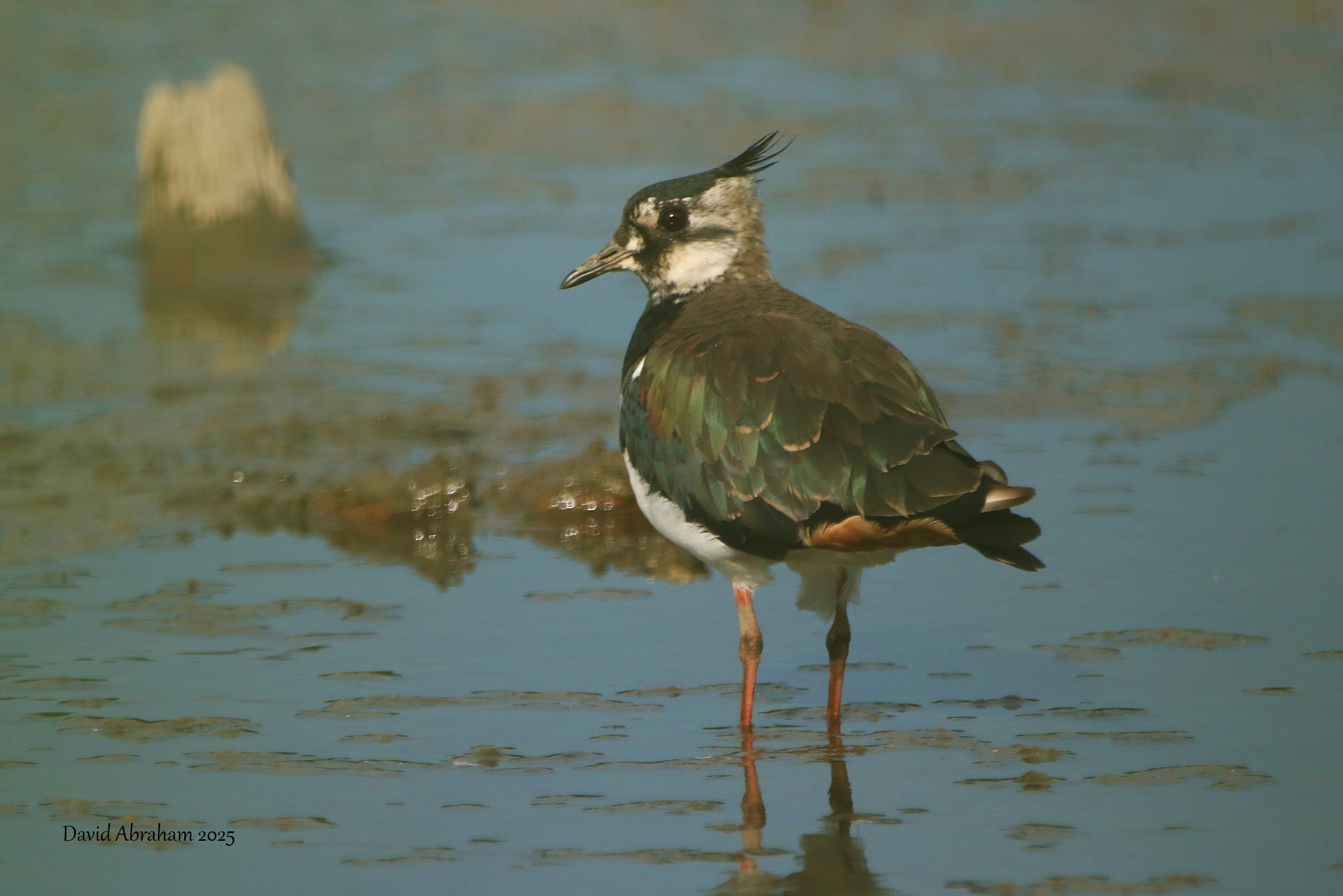 Lapwing 