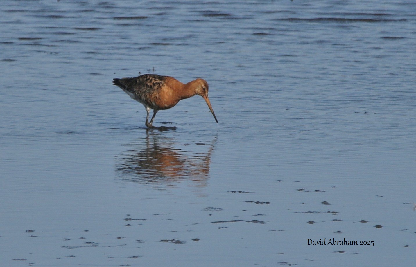 Black-tailed Godwit 