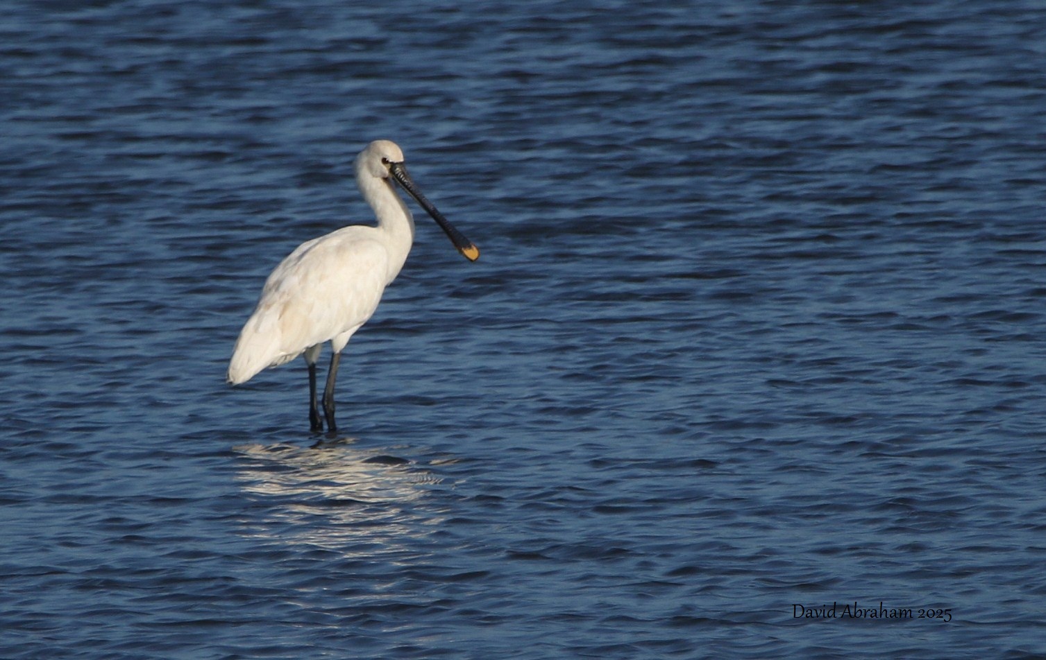 Spoonbill 