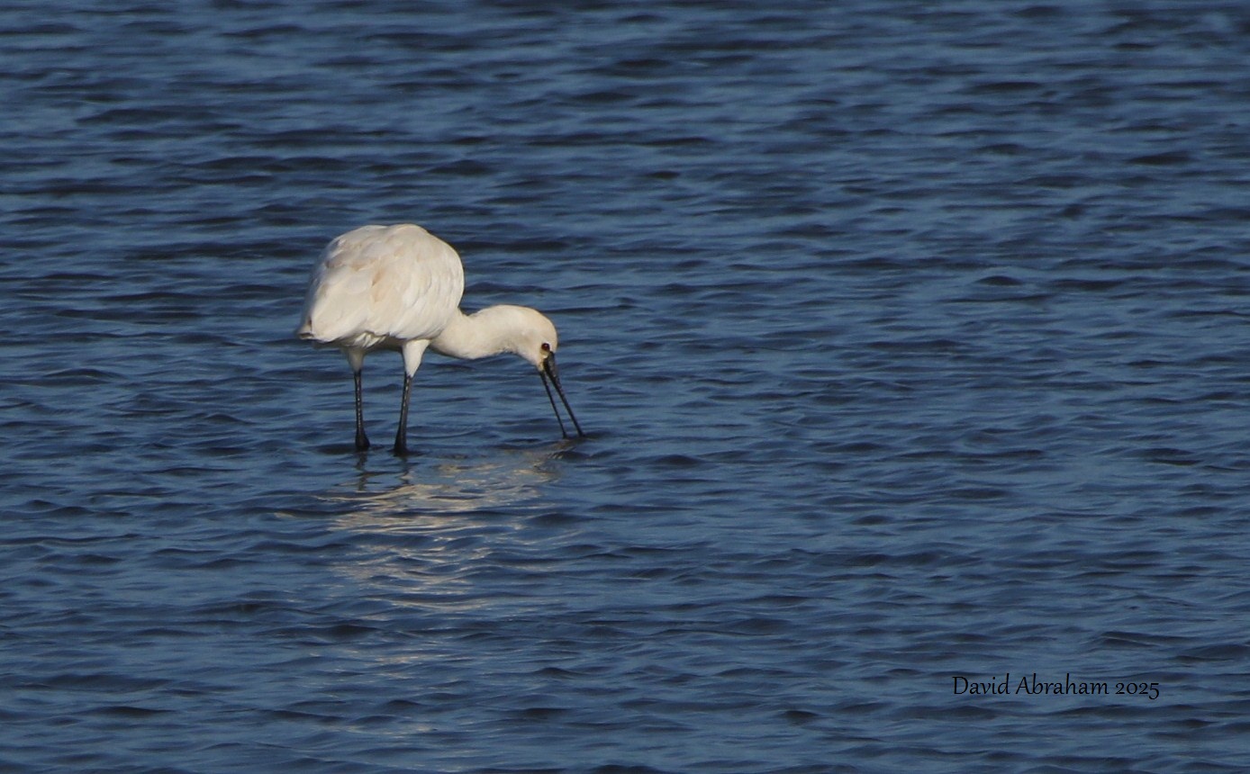 Spoonbill 