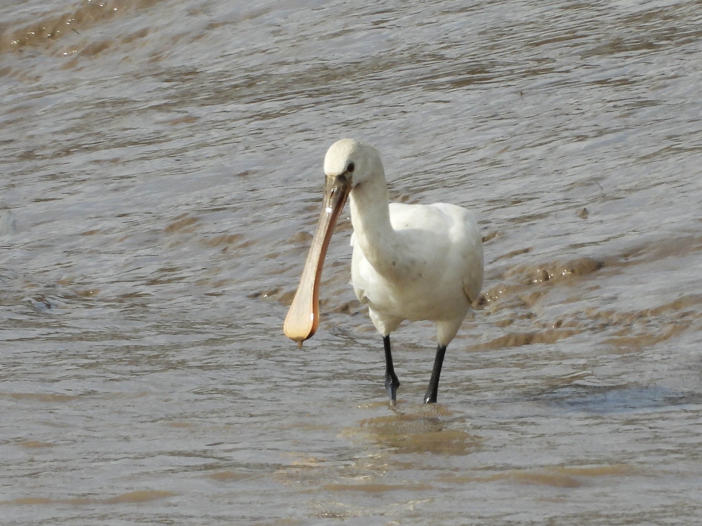 Spoonbill