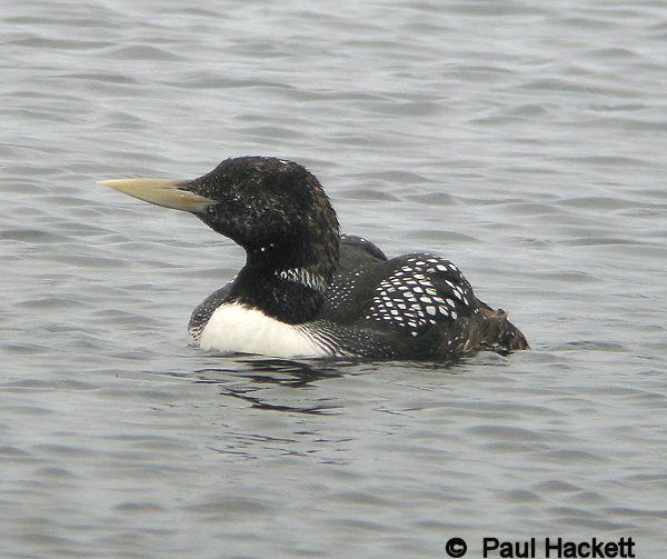 White-billed Diver