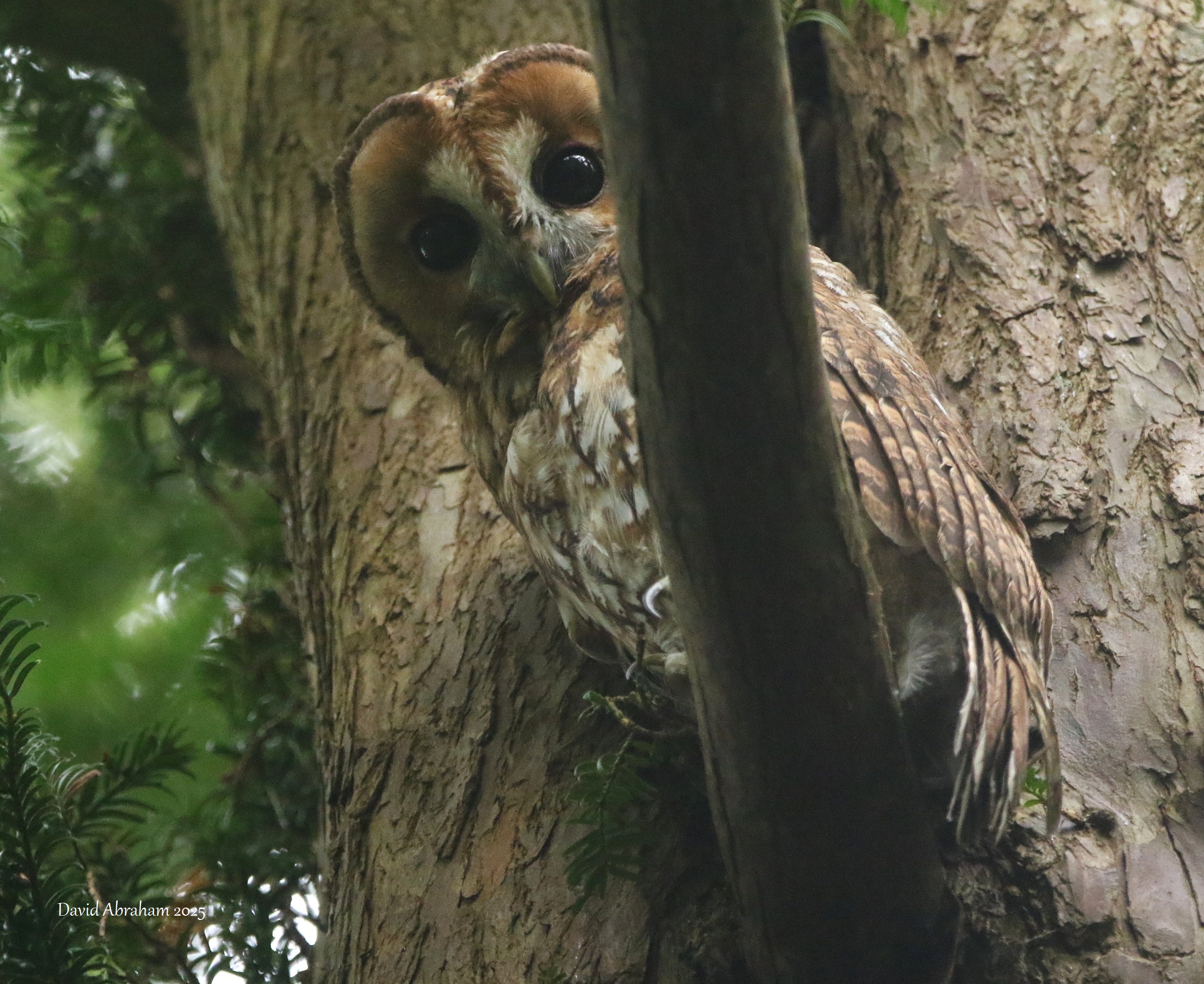 Tawny Owl 