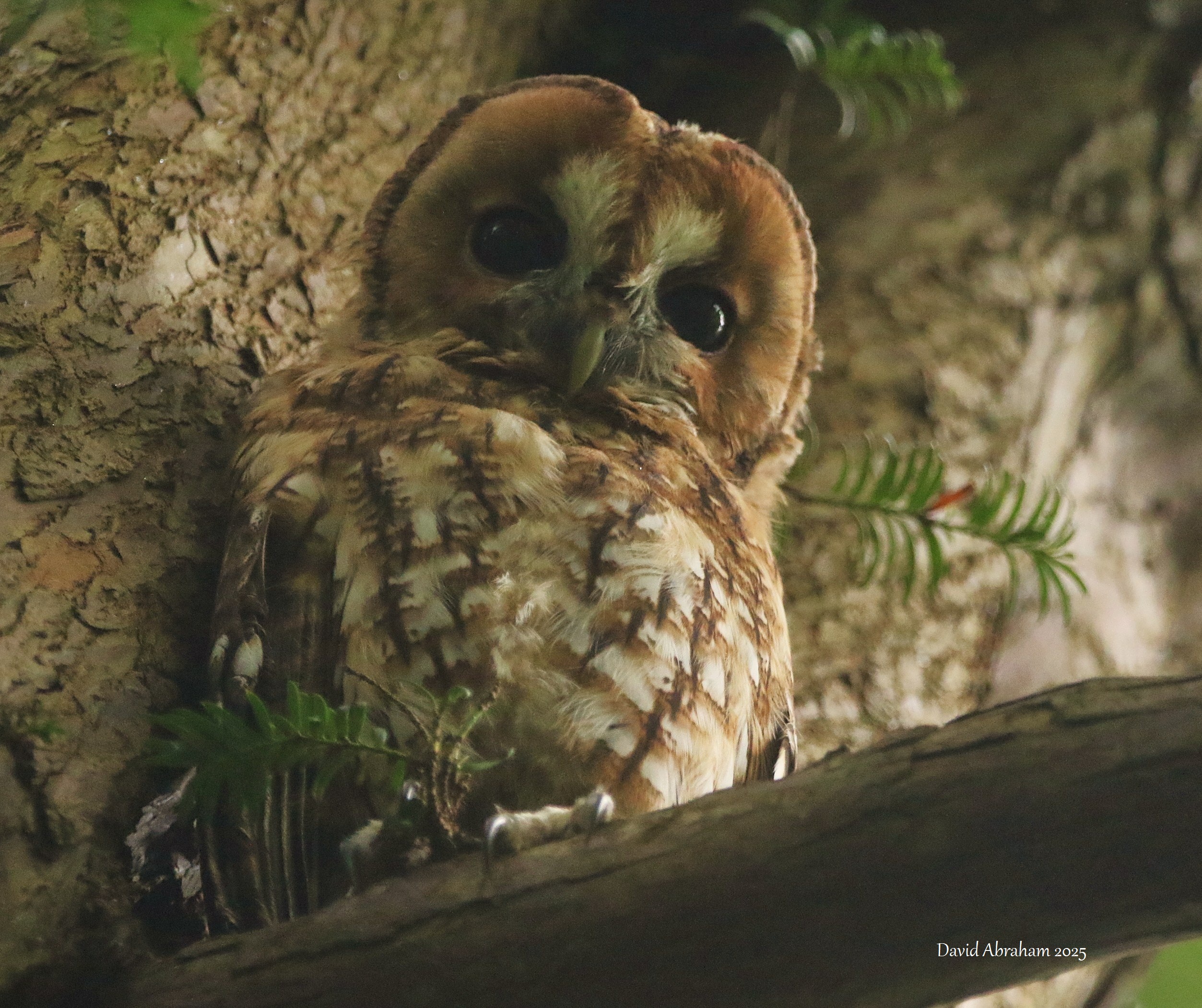 Tawny Owl 