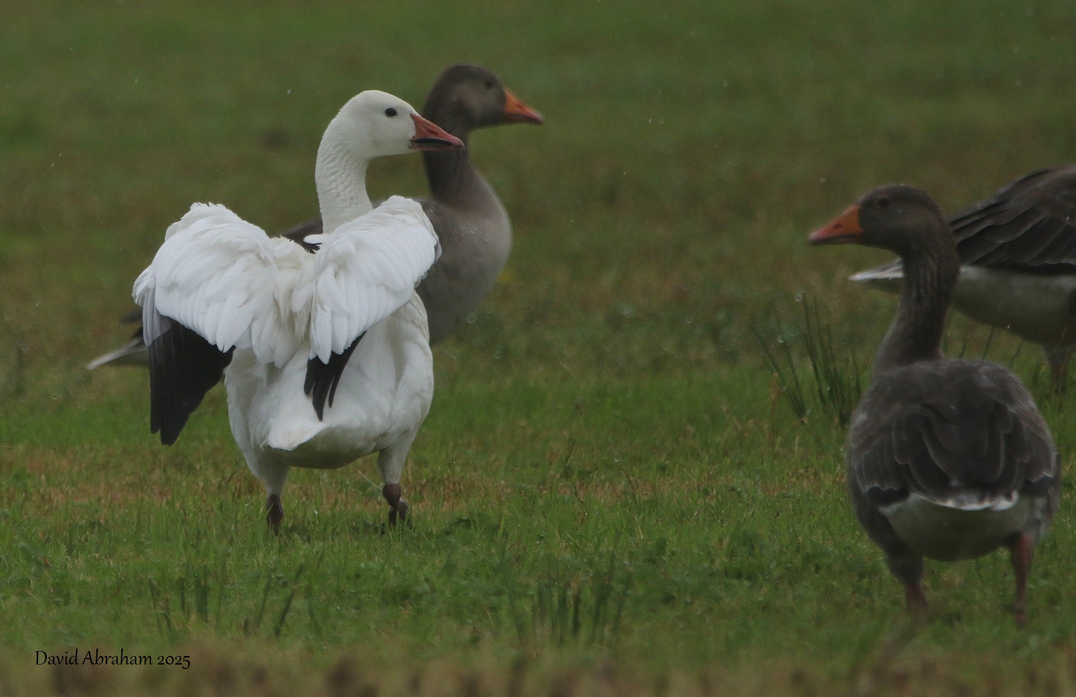 Snow Goose 