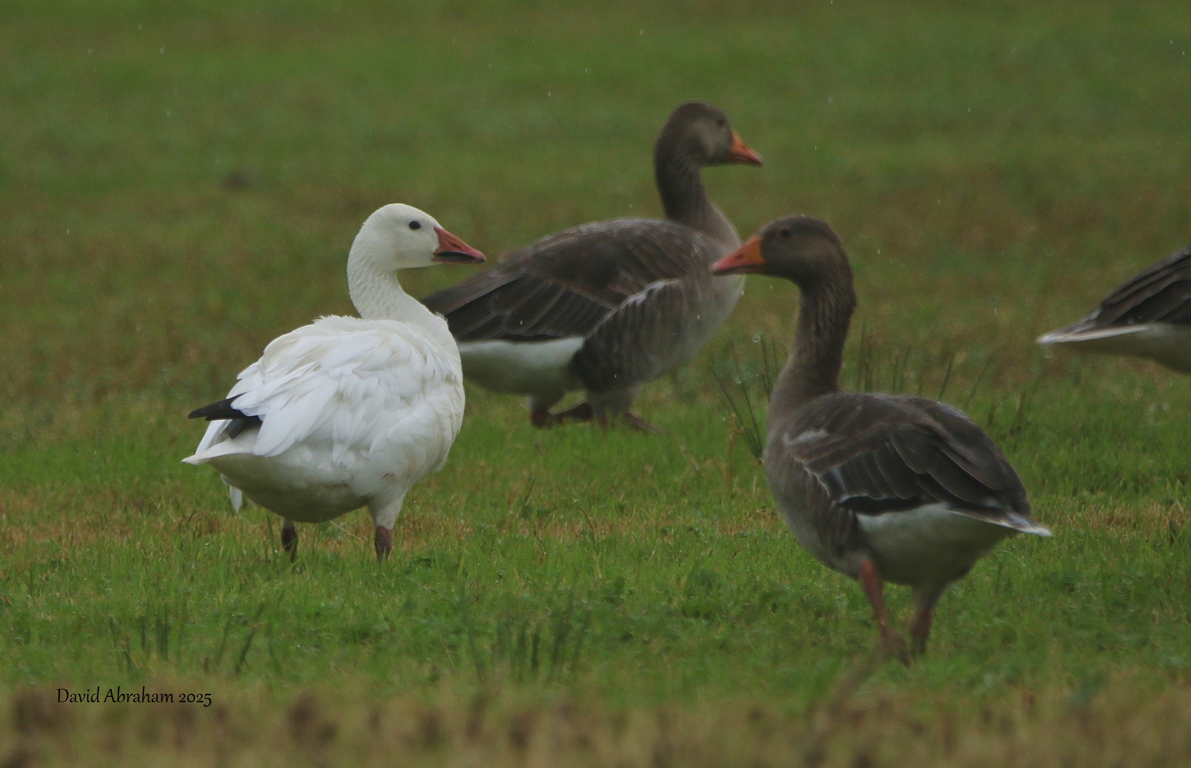 Snow Goose 