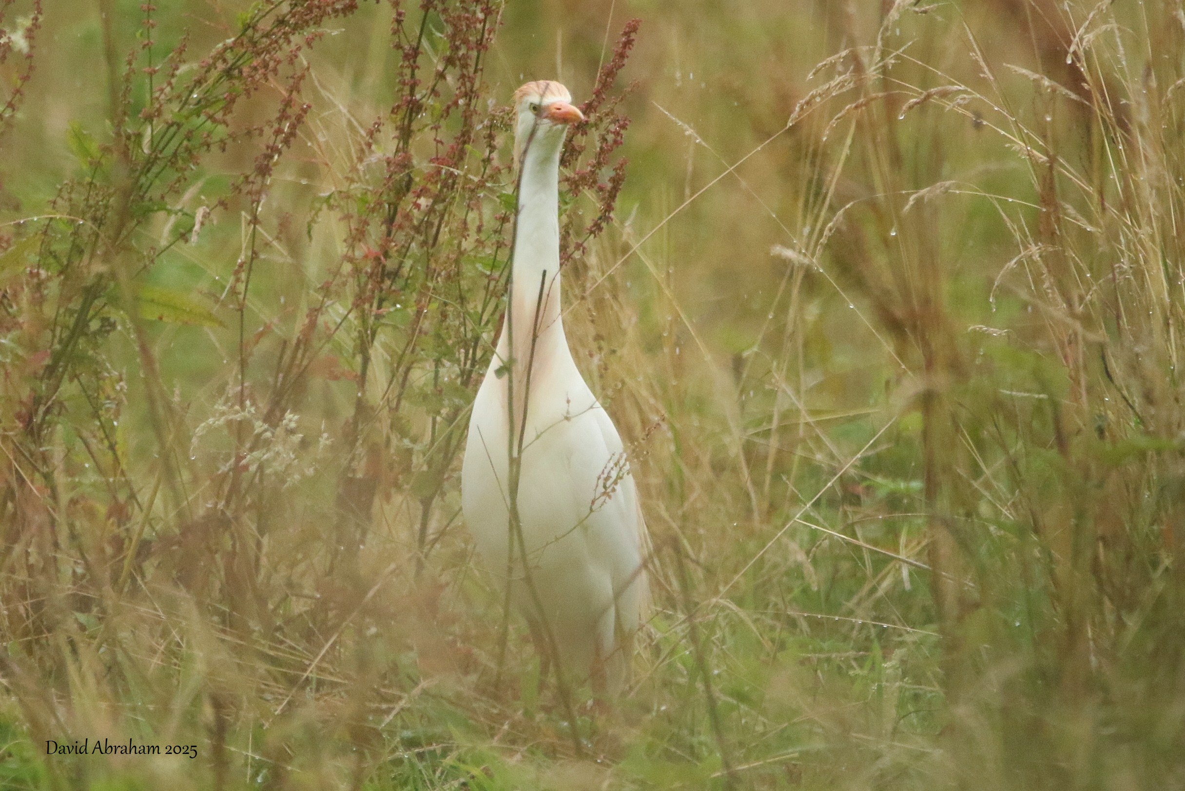 Cattle Egret