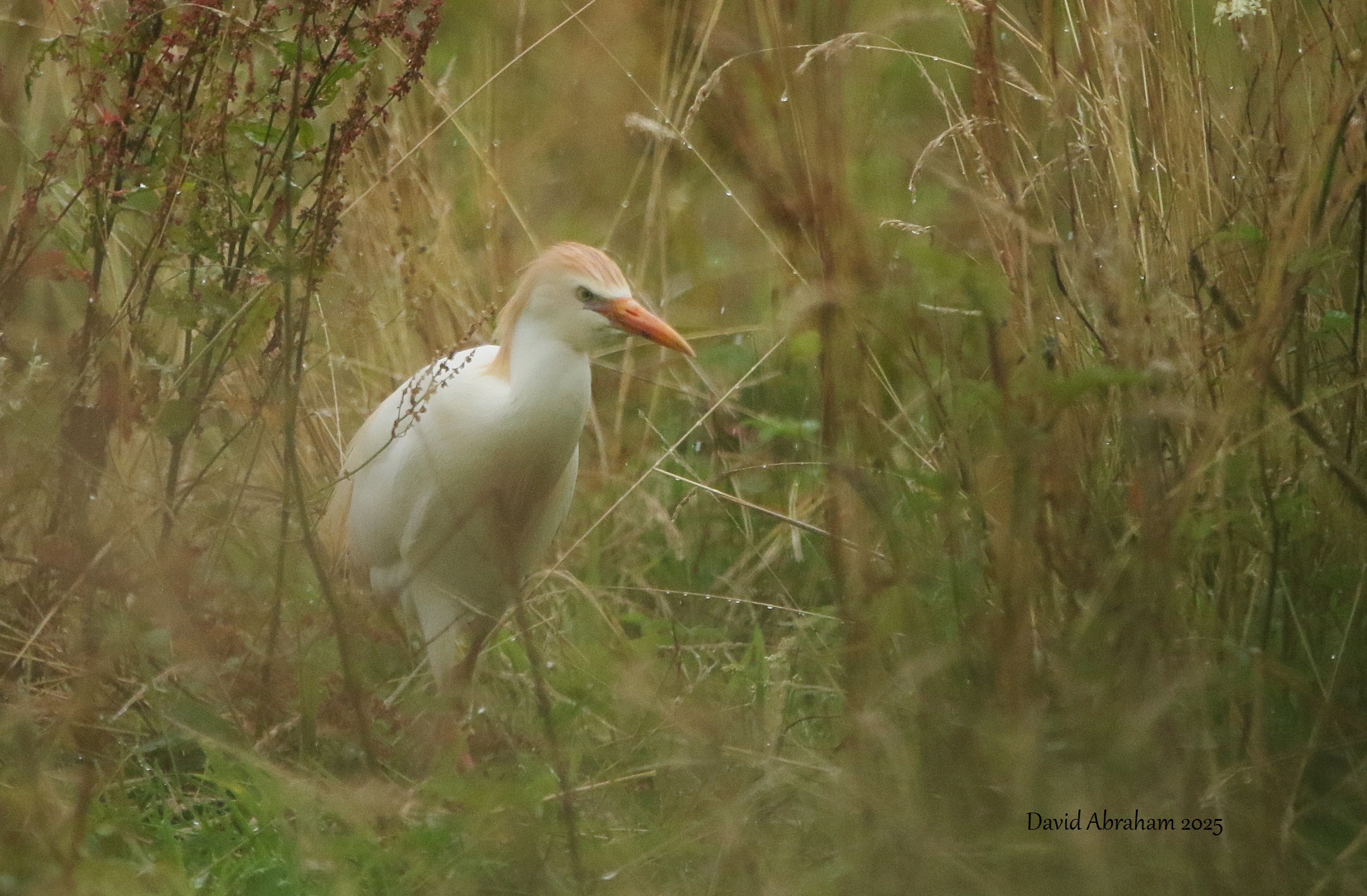 Cattle Egret 