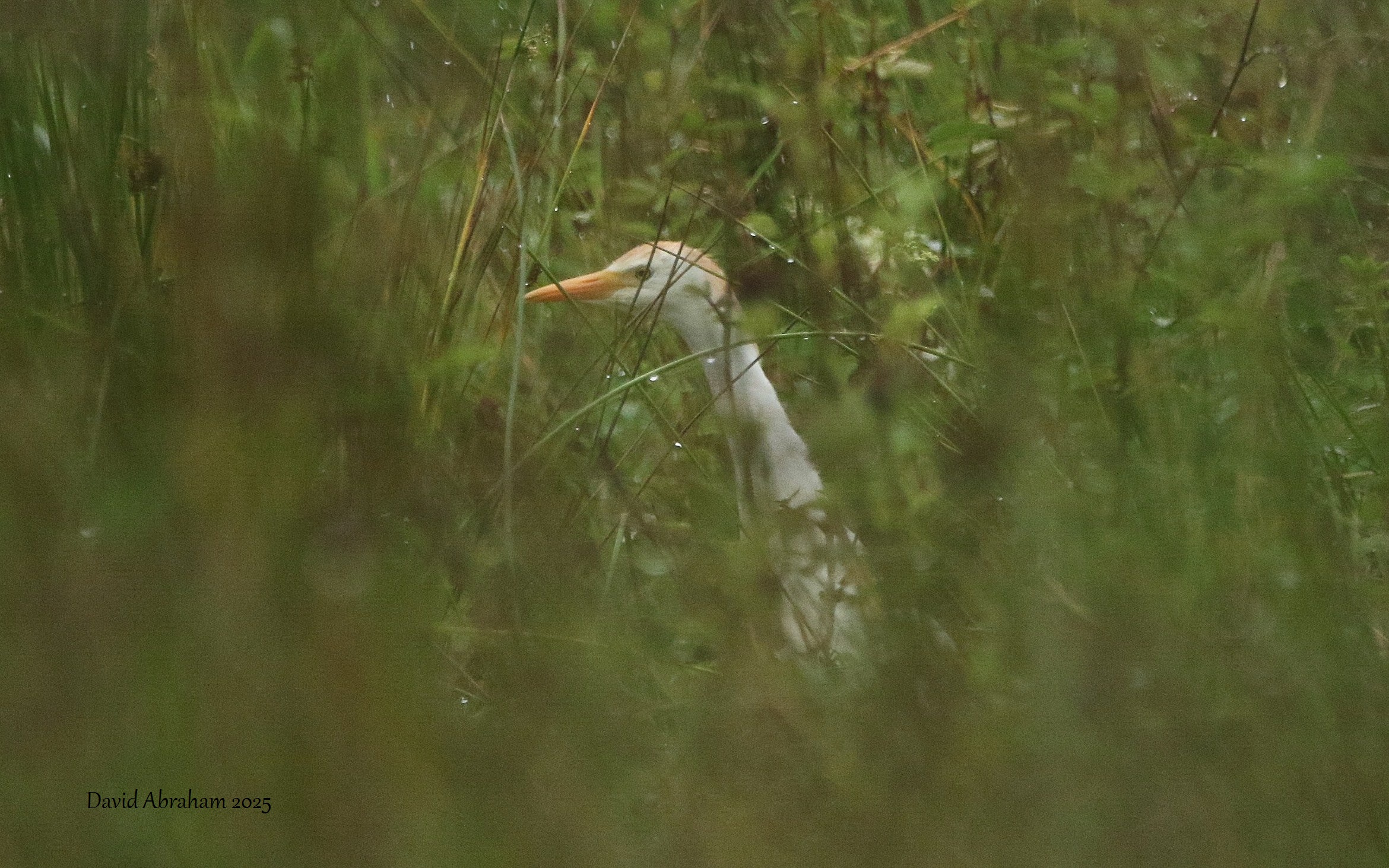 Cattle Egret