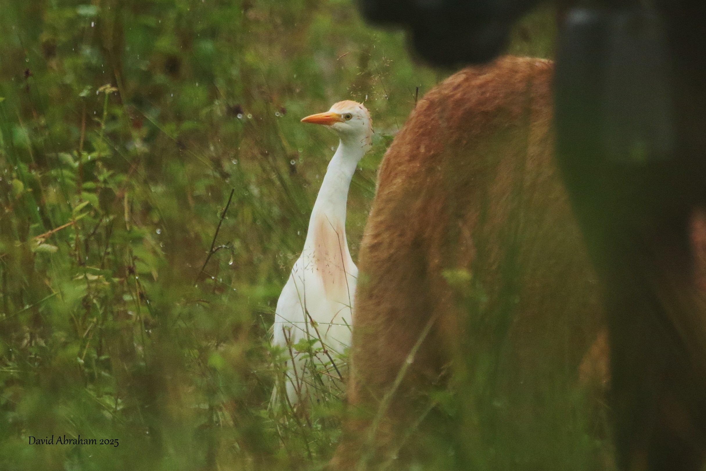 Cattle Egret 