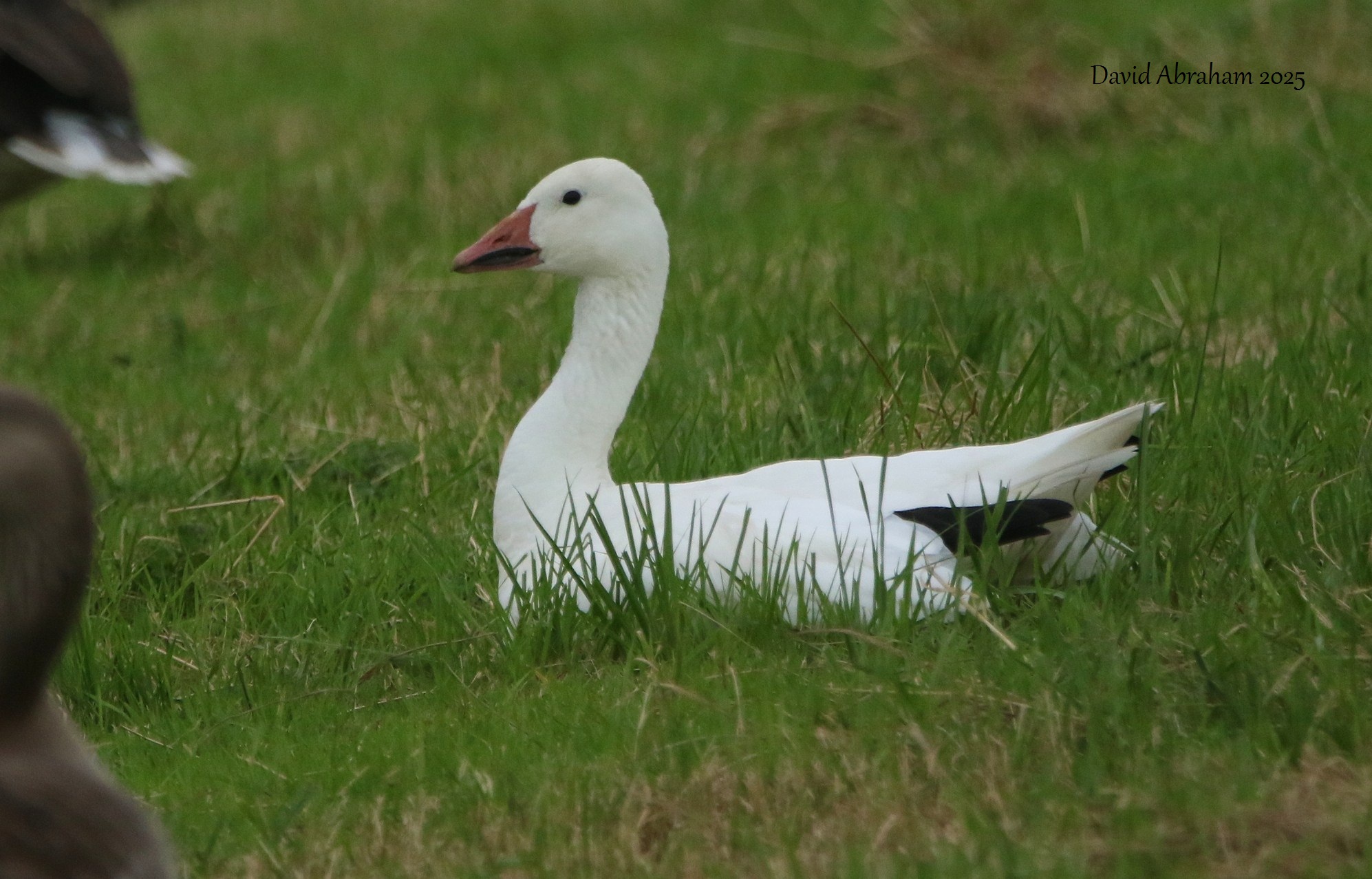 Snow Goose 