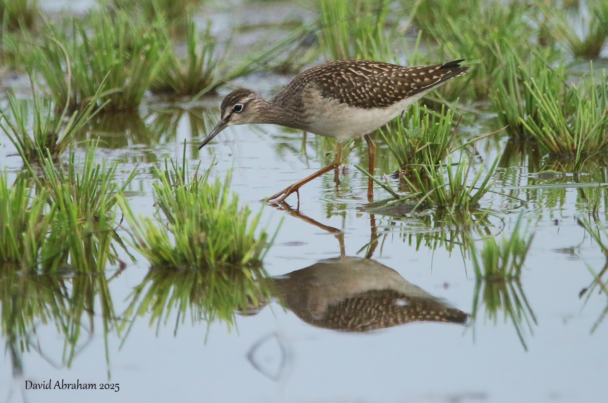 Wood Sandpiper 