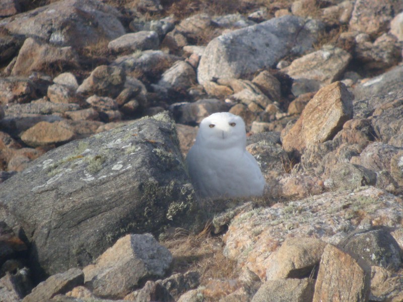 Snowy Owl