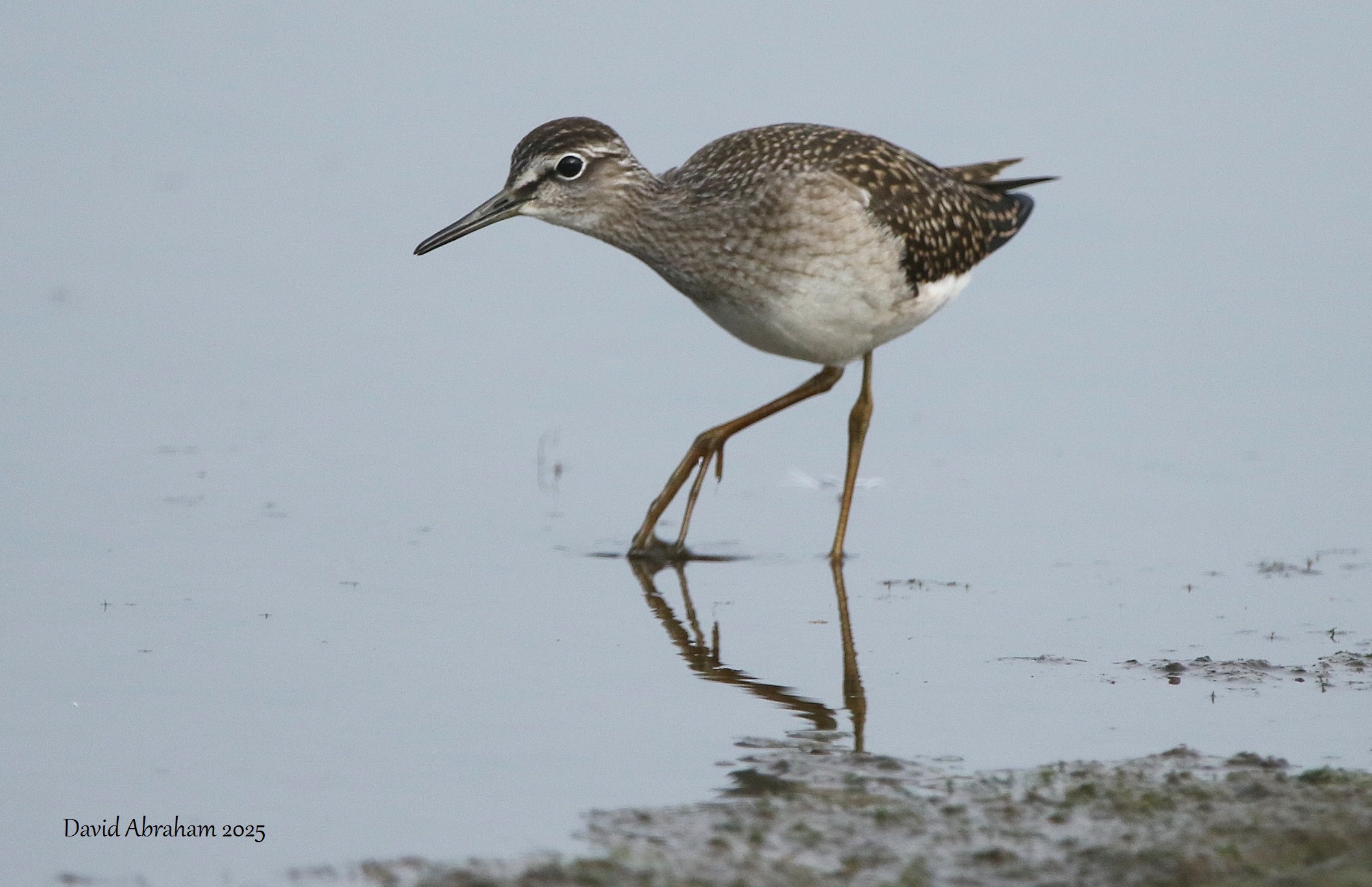Wood Sandpiper 