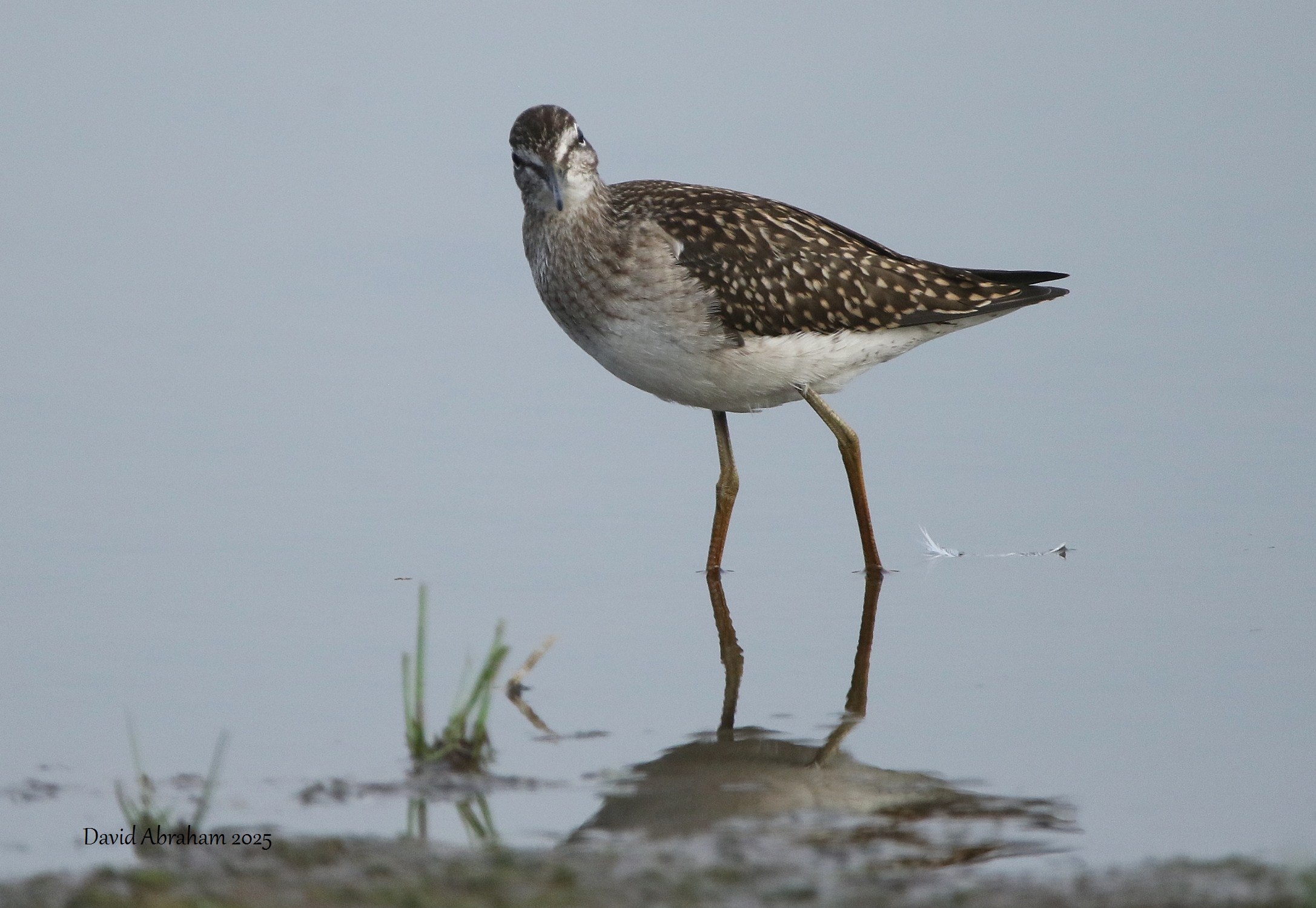 Wood Sandpiper 