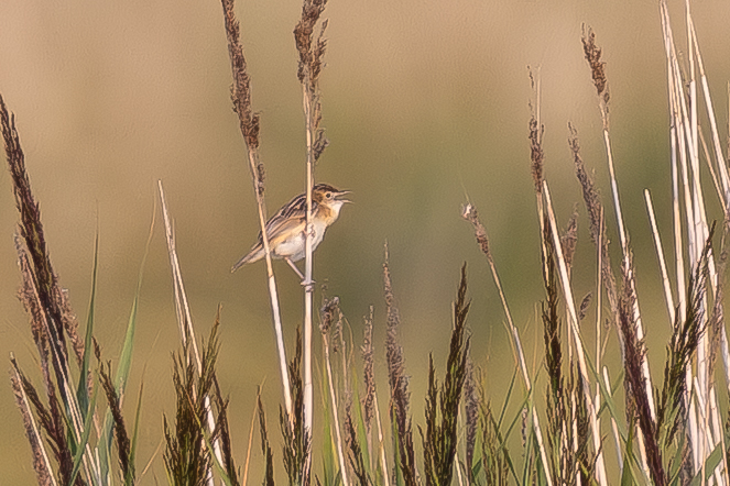 Zitting Cisticola