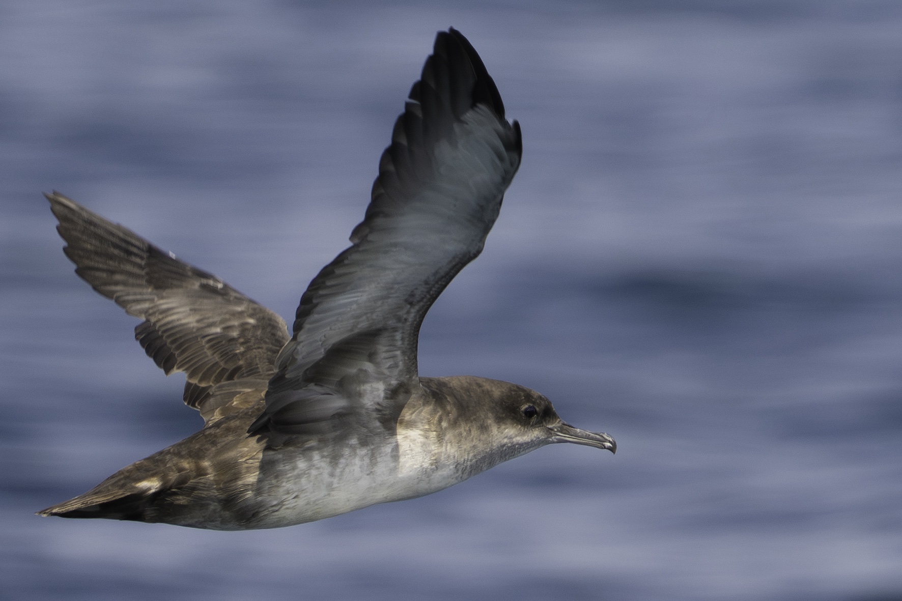 Balearic Shearwater