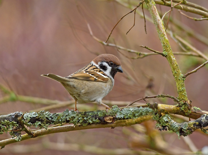 Tree Sparrow