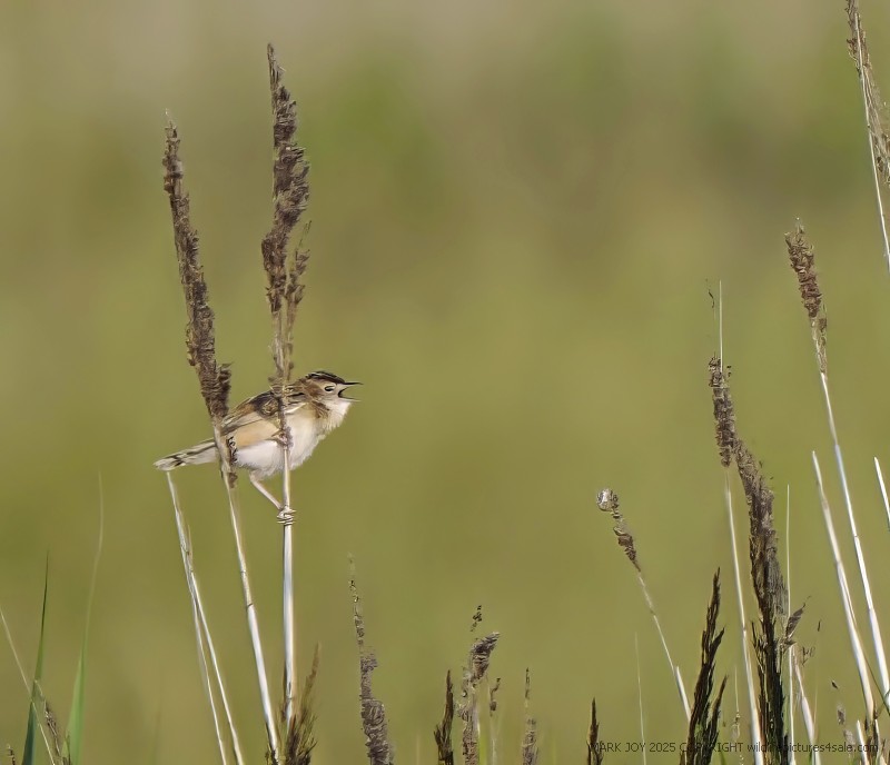 Zitting Cisticola