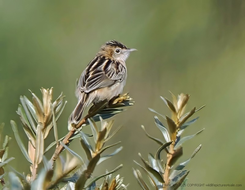 Zitting Cisticola