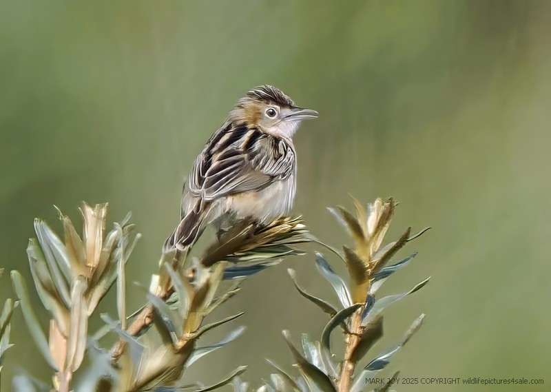 Zitting Cisticola