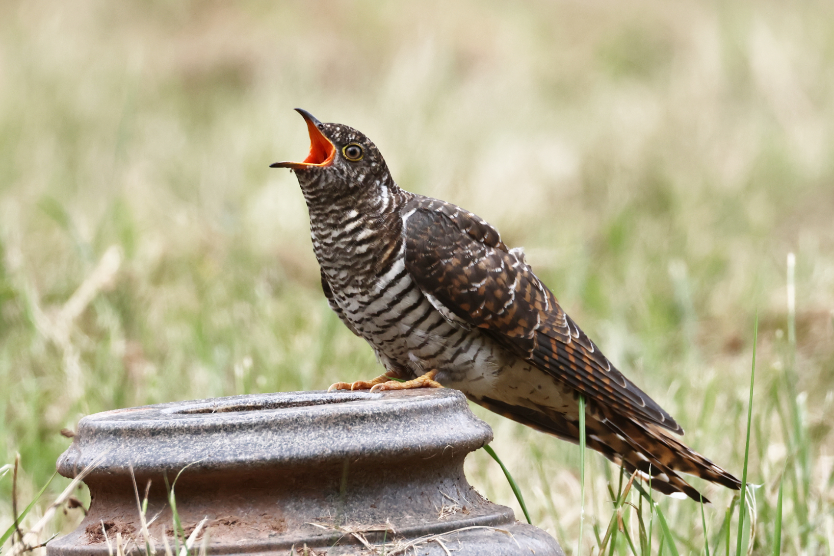 Cuckoo