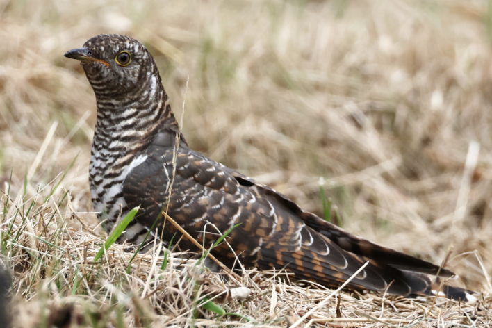 Cuckoo