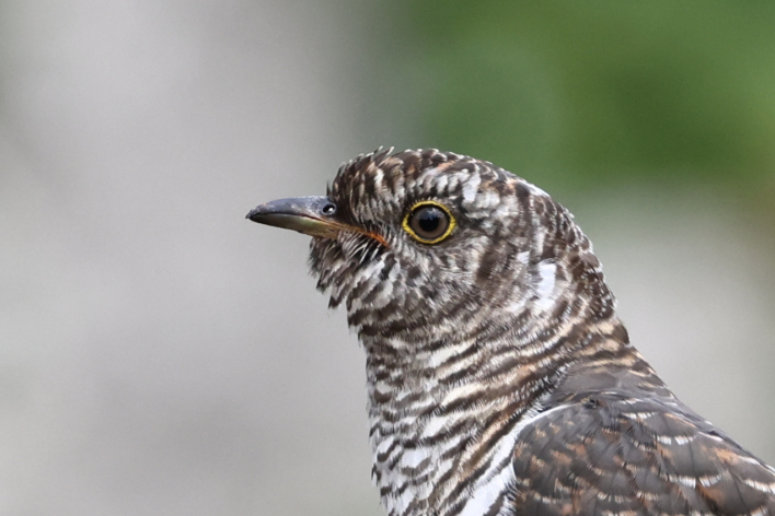 Cuckoo