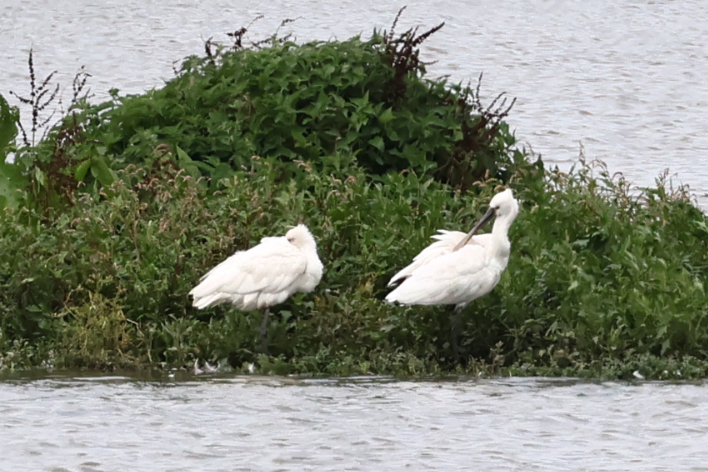 Spoonbill