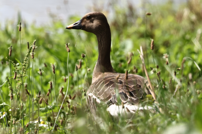 Tundra Bean Goose