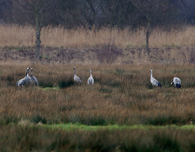 Common Crane