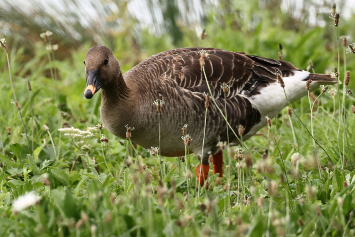 Tundra Bean Goose