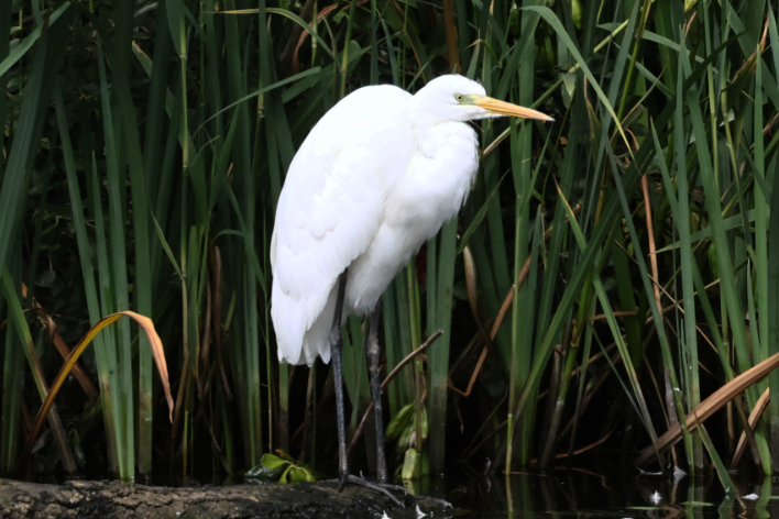 Great White Egret