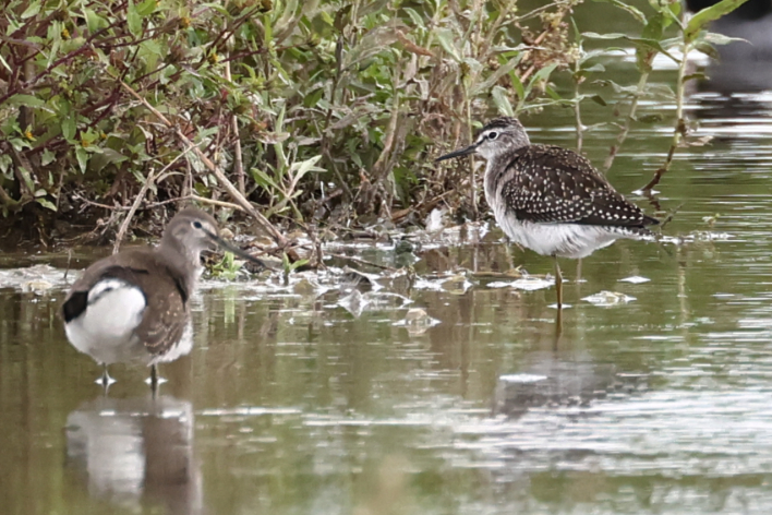 Wood Sandpiper