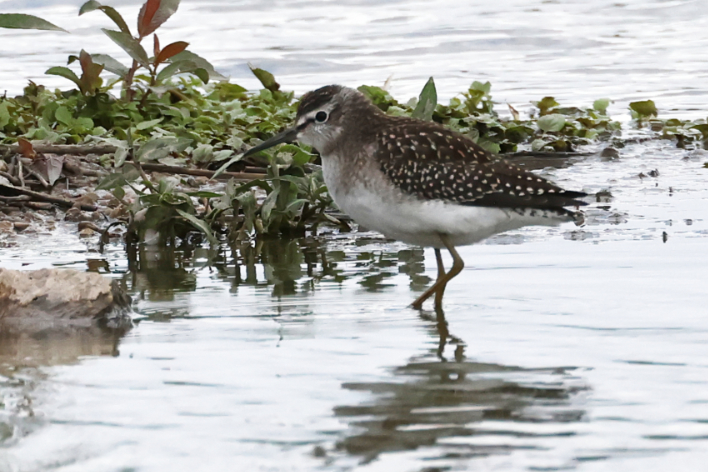 Wood Sandpiper
