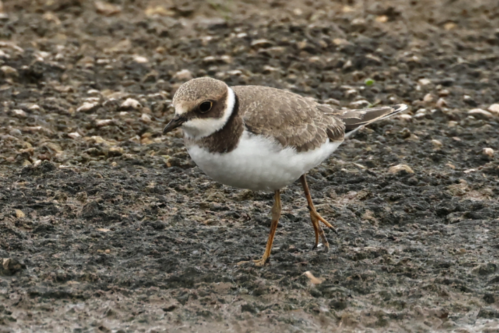 Little Ringed Plover