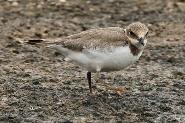 Little Ringed Plover