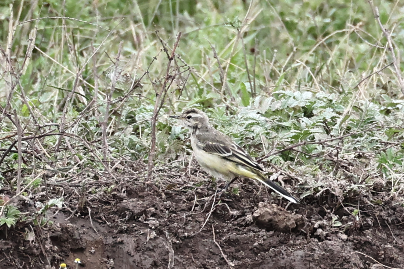 Yellow Wagtail