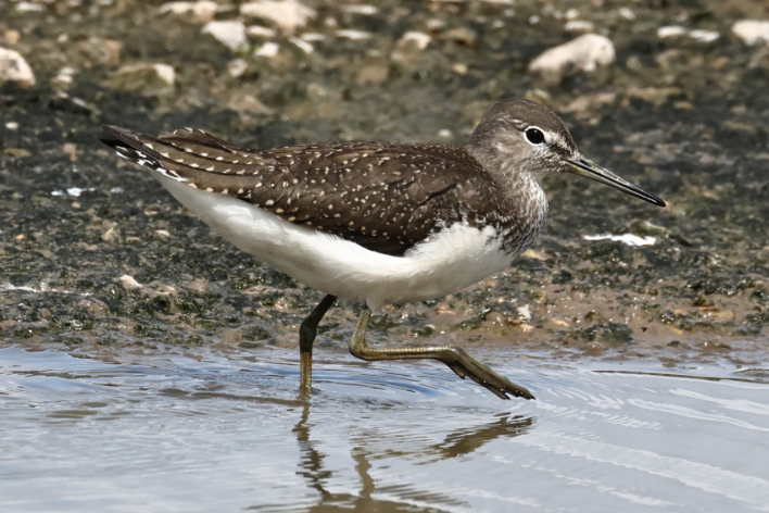 Green Sandpiper