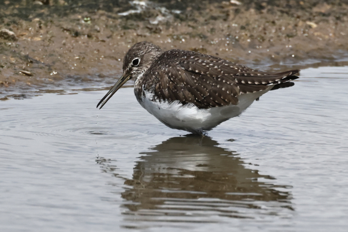 Green Sandpiper