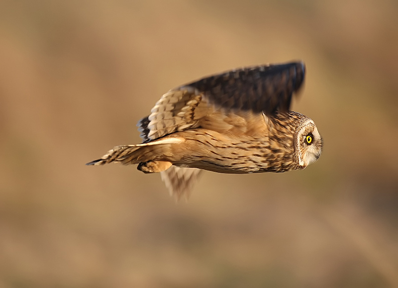 Short-eared Owl