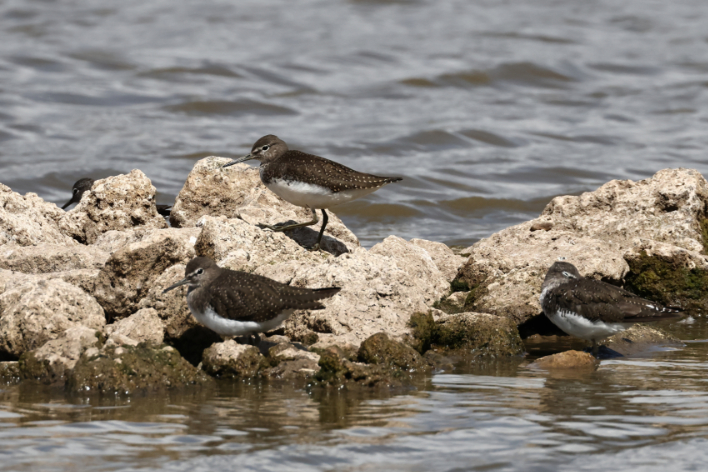 Green Sandpiper