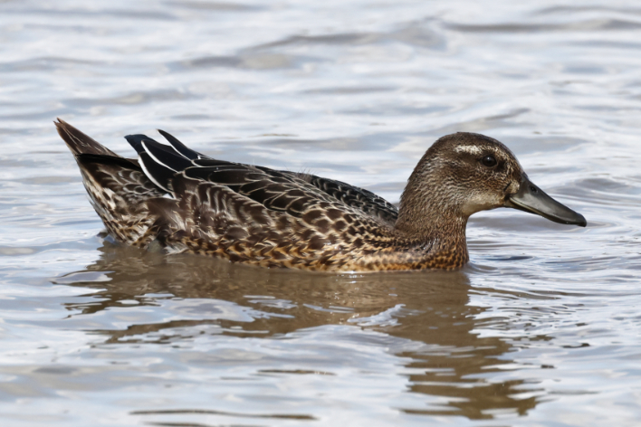 Garganey