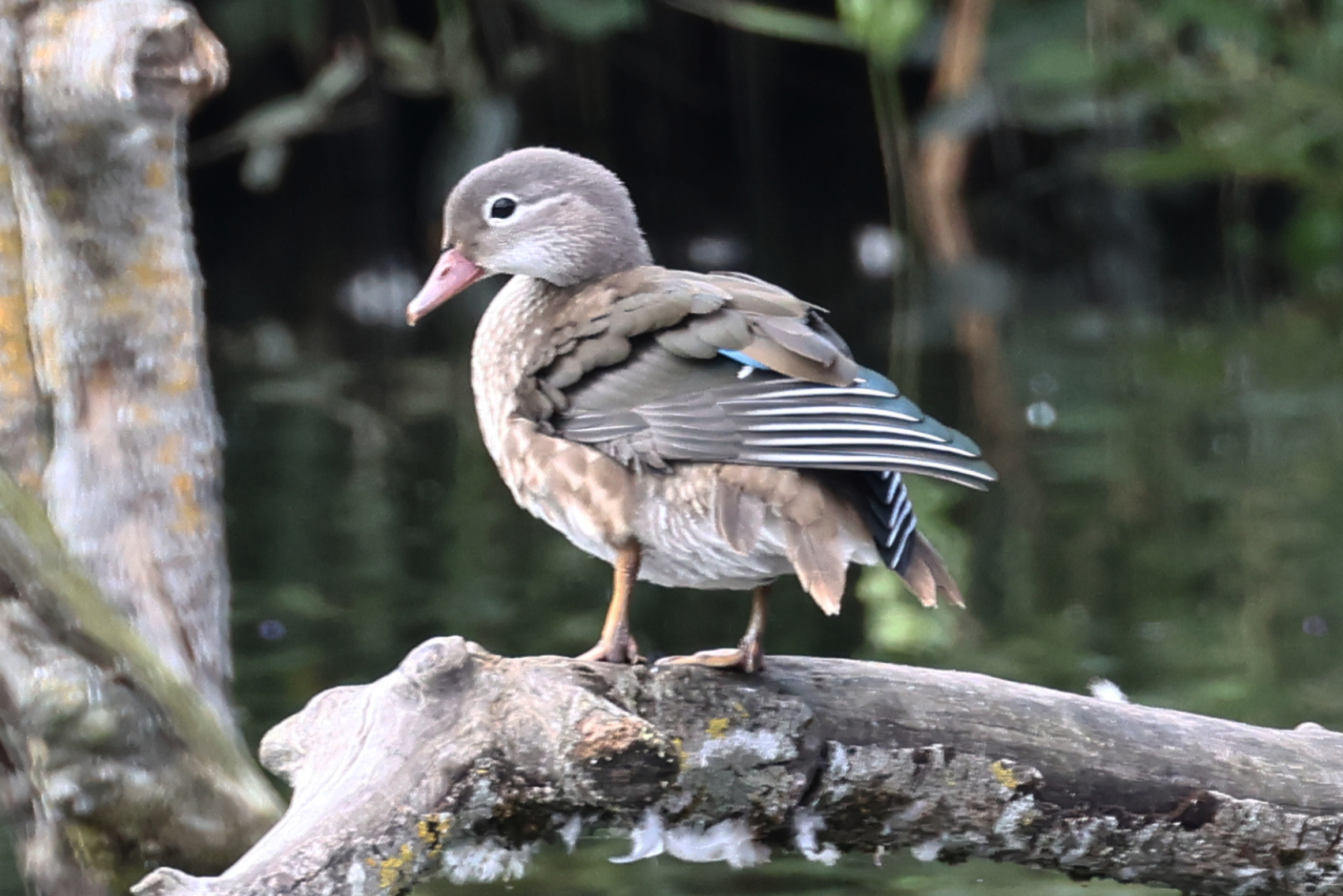 Mandarin Duck
