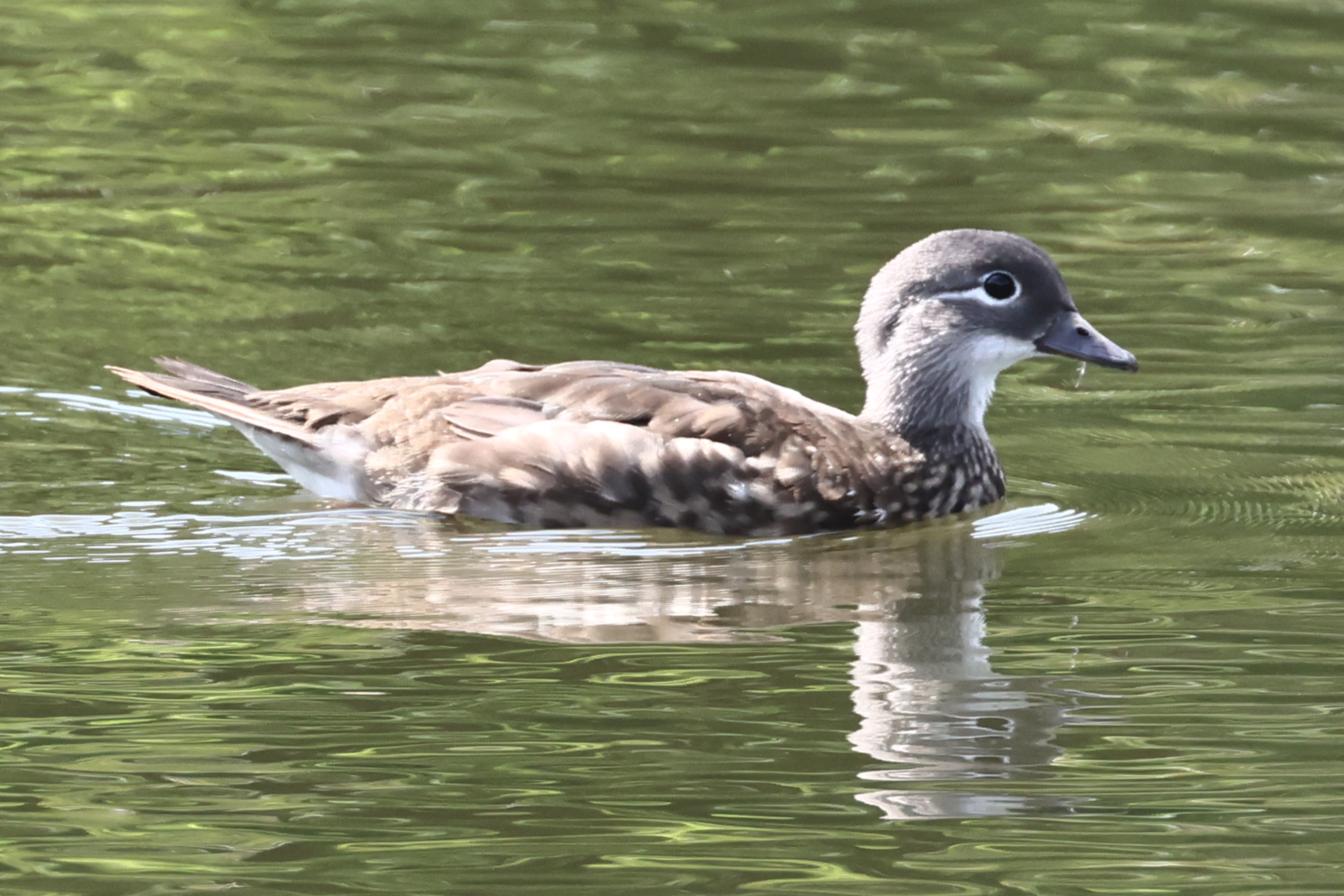 Mandarin Duck