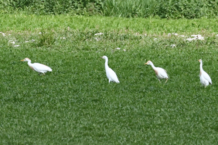 Cattle Egret
